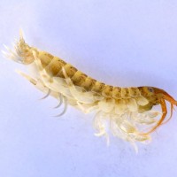 Killer shrimp